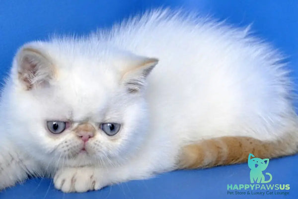 Topaz Exotic male red tabby pointed - live animals