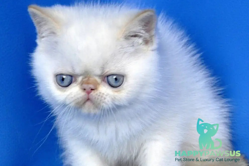 Topaz Exotic male red tabby pointed - live animals