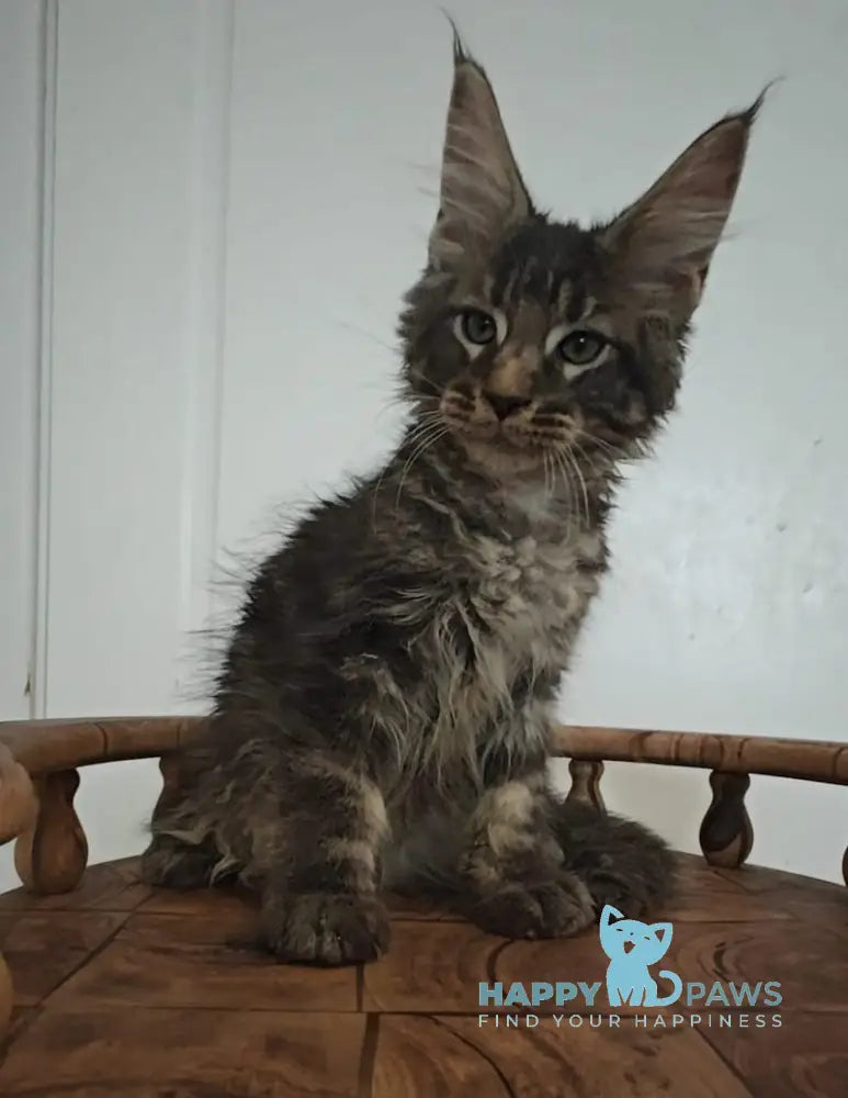Tor Maine Coon Male Black Tabby Live Animals