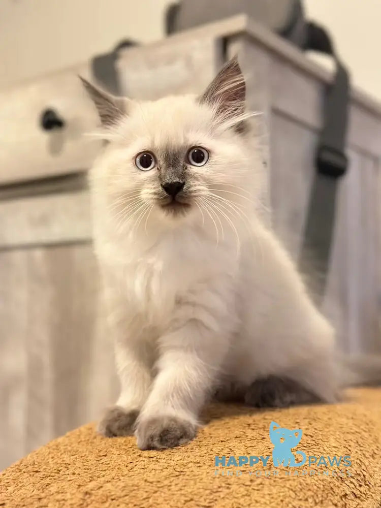 Tor Siberian male blue pointed live animals