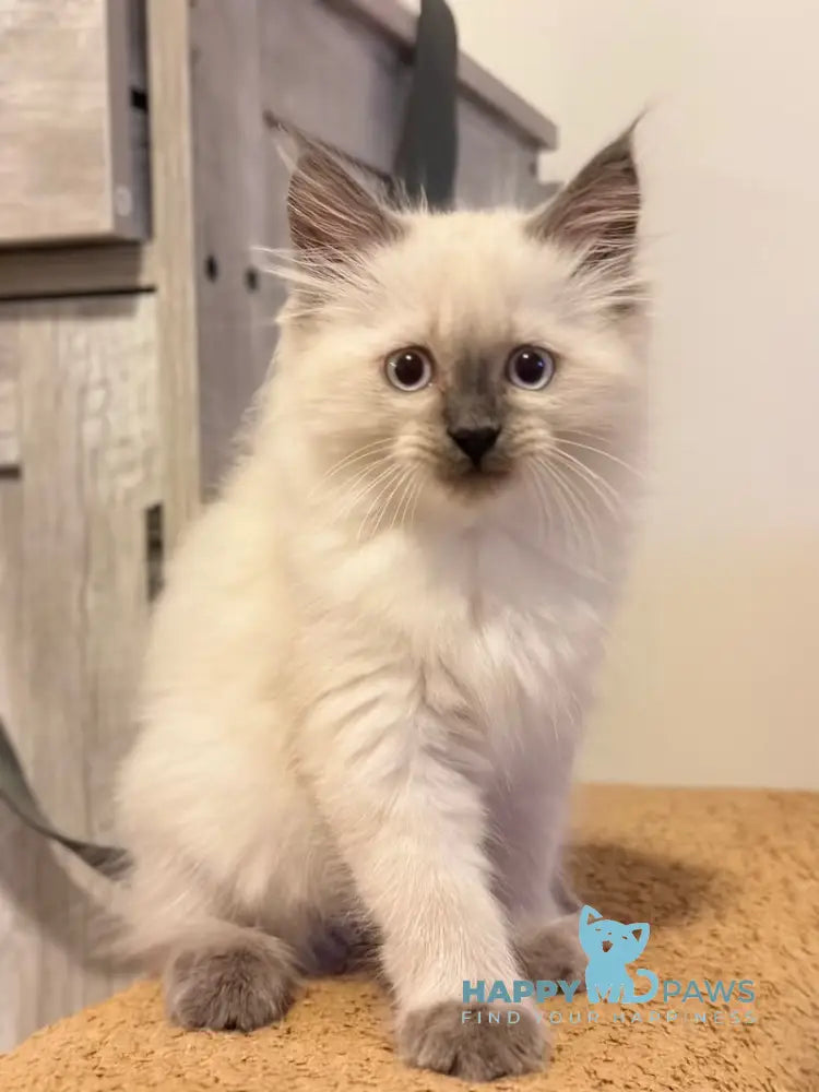 Tor Siberian male blue pointed live animals