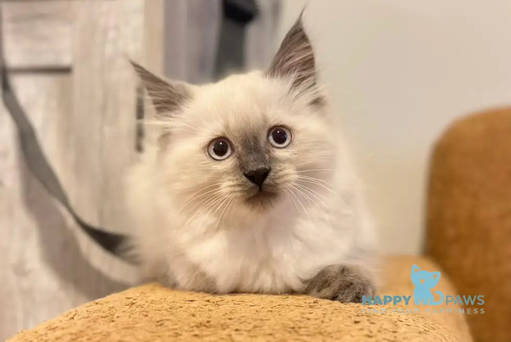 Tor Siberian male blue pointed live animals