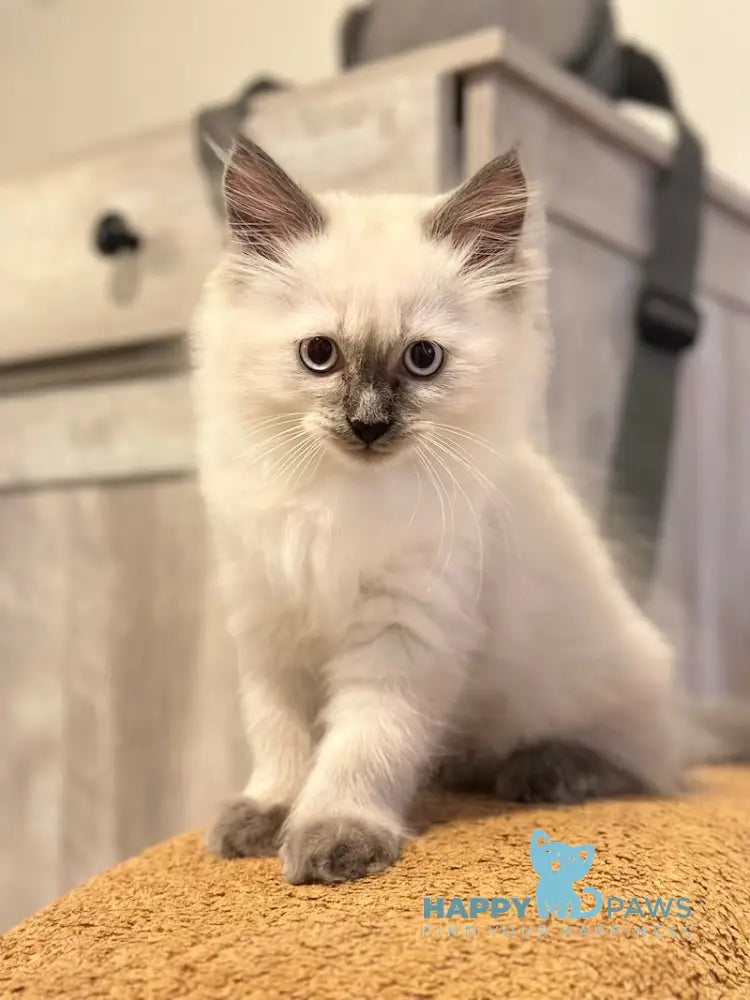 Tor Siberian male blue pointed live animals