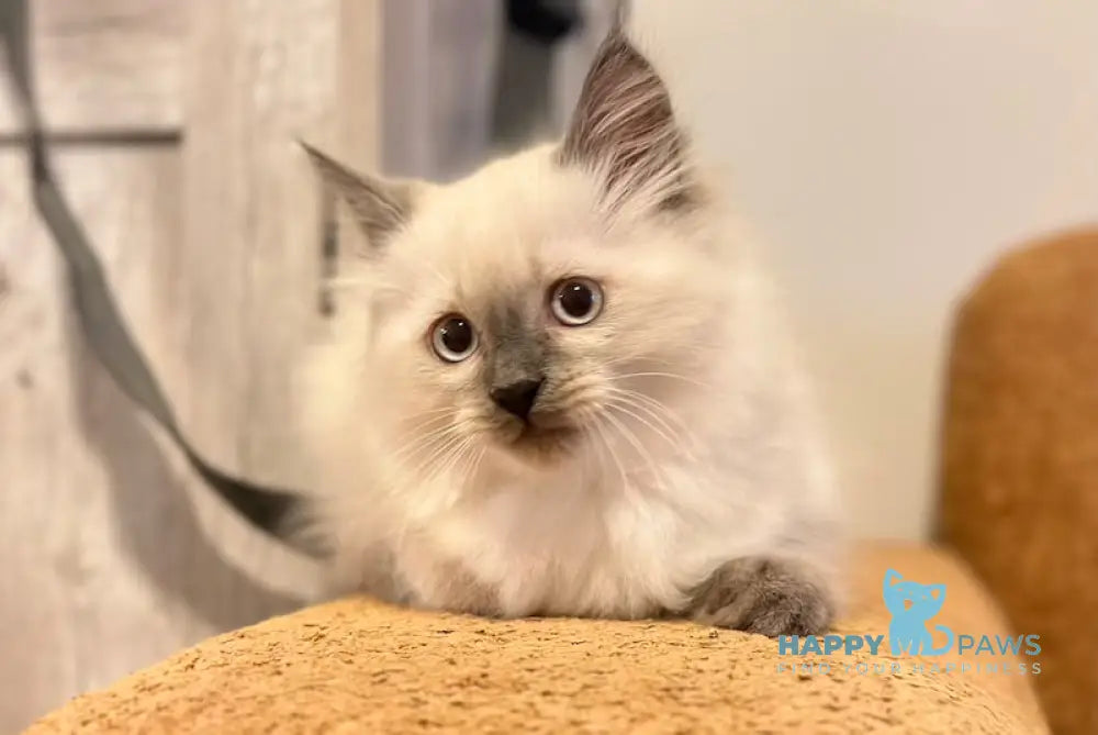 Tor Siberian male blue pointed live animals
