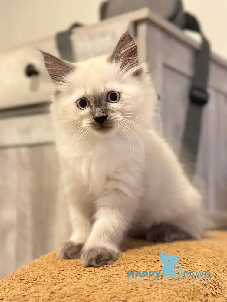 Tor Siberian male blue pointed live animals