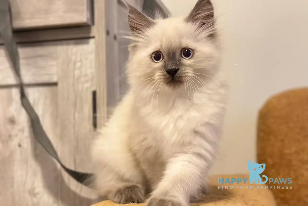 Tor Siberian male blue pointed live animals