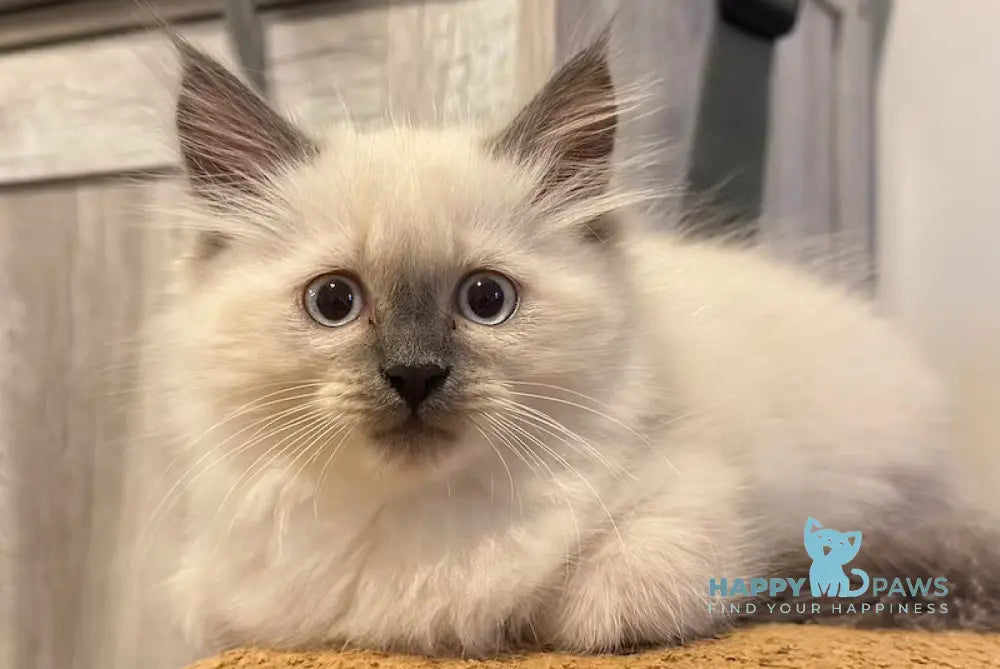 Tor Siberian male blue pointed live animals