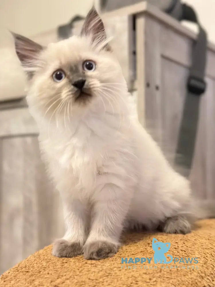 Tor Siberian male blue pointed live animals