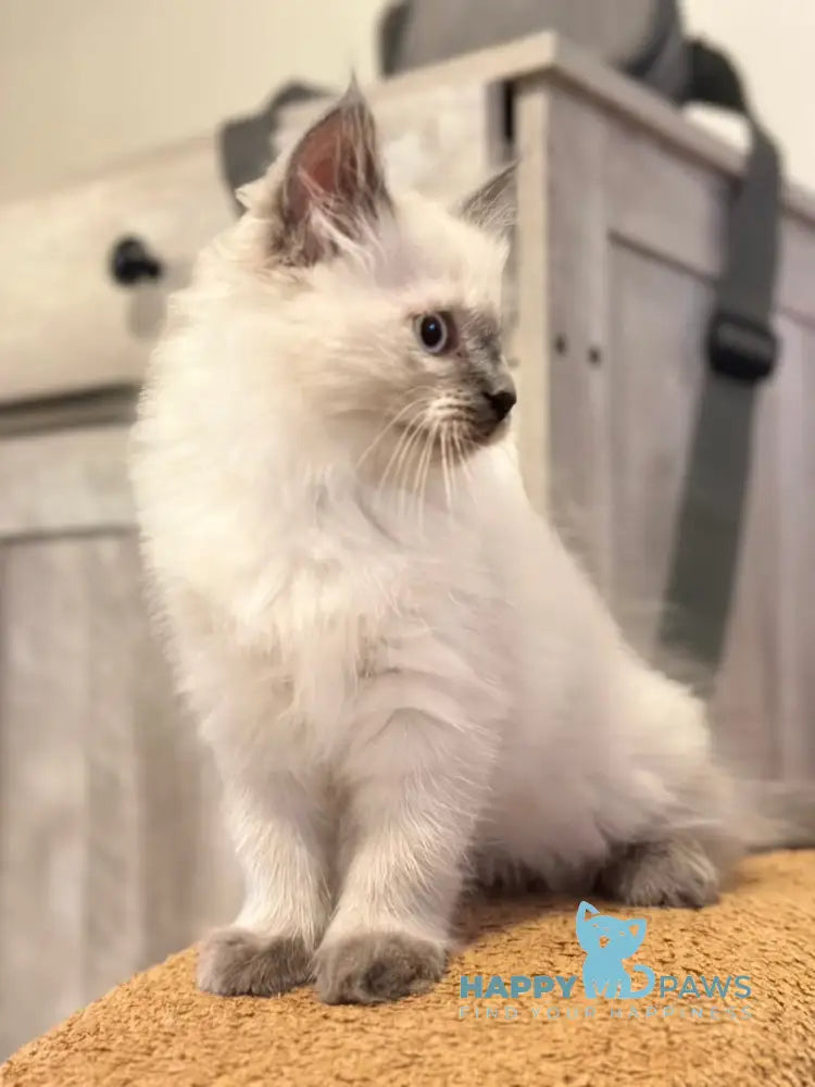 Tor Siberian male blue pointed live animals