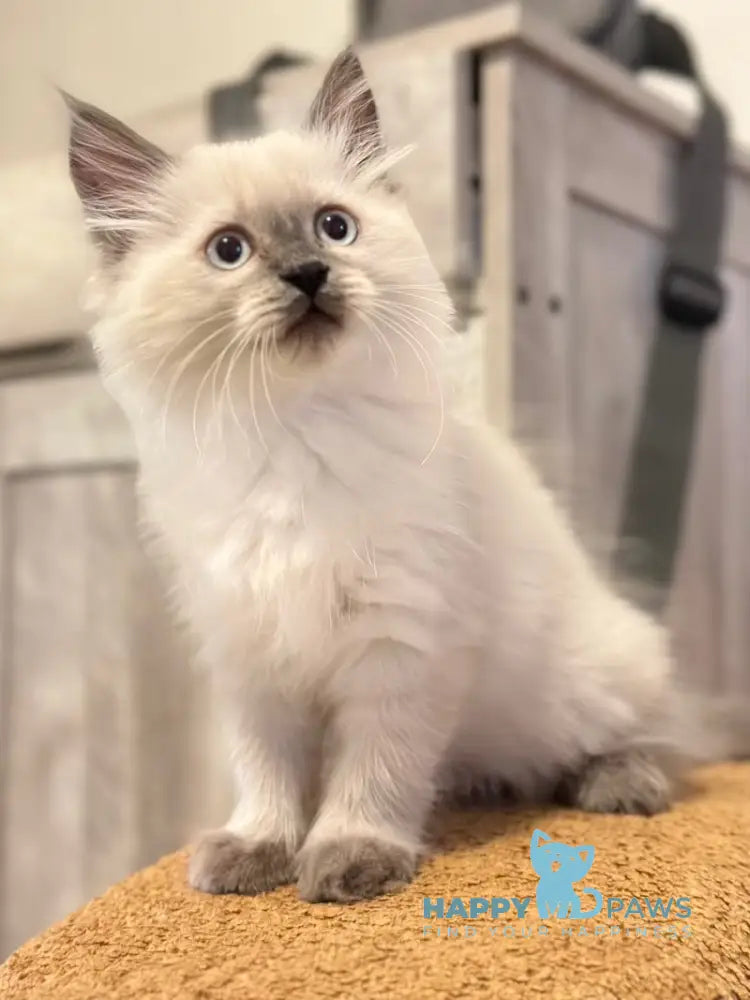 Tor Siberian male blue pointed live animals