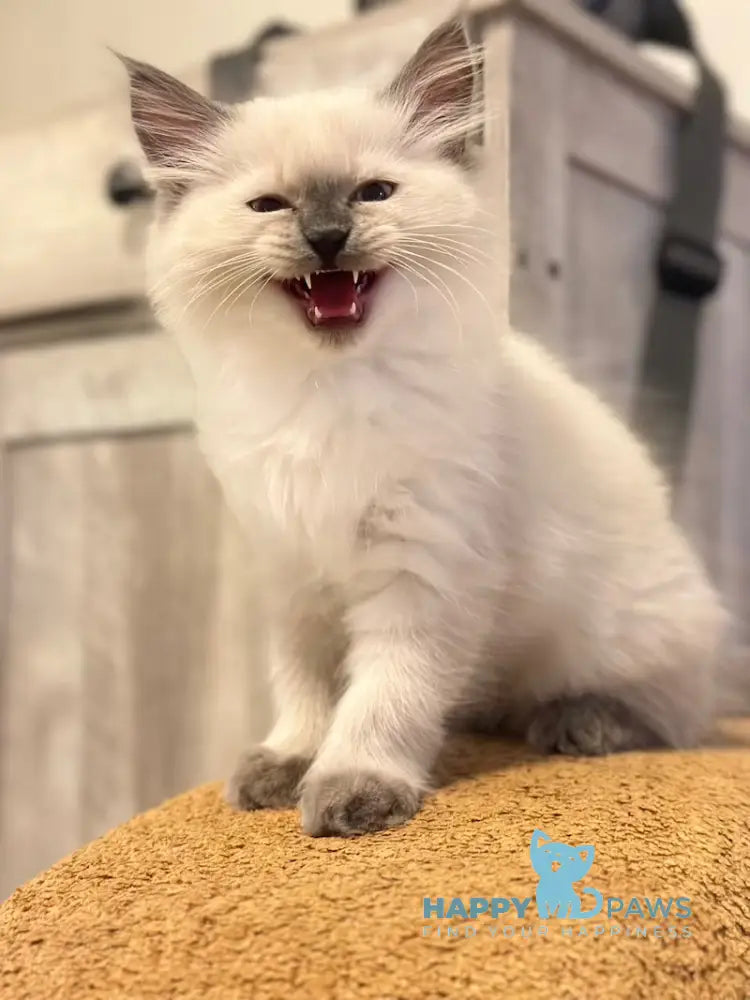 Tor Siberian male blue pointed live animals