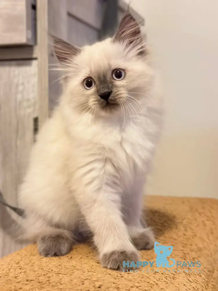Tor Siberian male blue pointed live animals