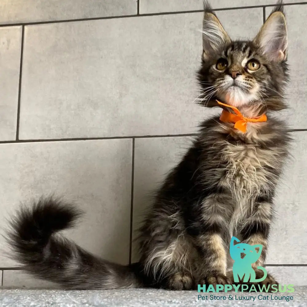 Toratau Maine Coon female black tabby - live animals