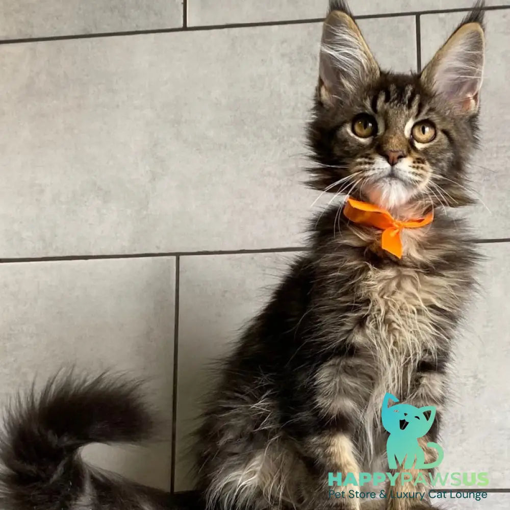 Toratau Maine Coon female black tabby - live animals