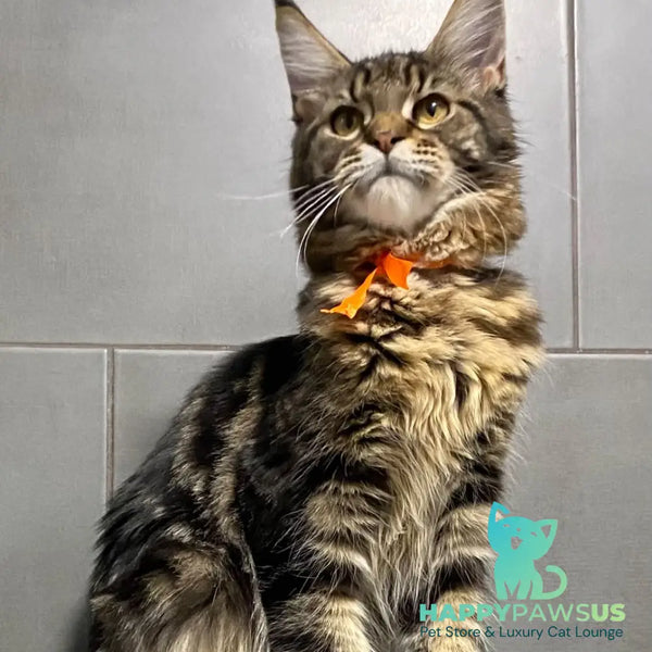 Toratau Maine Coon female black tabby - live animals