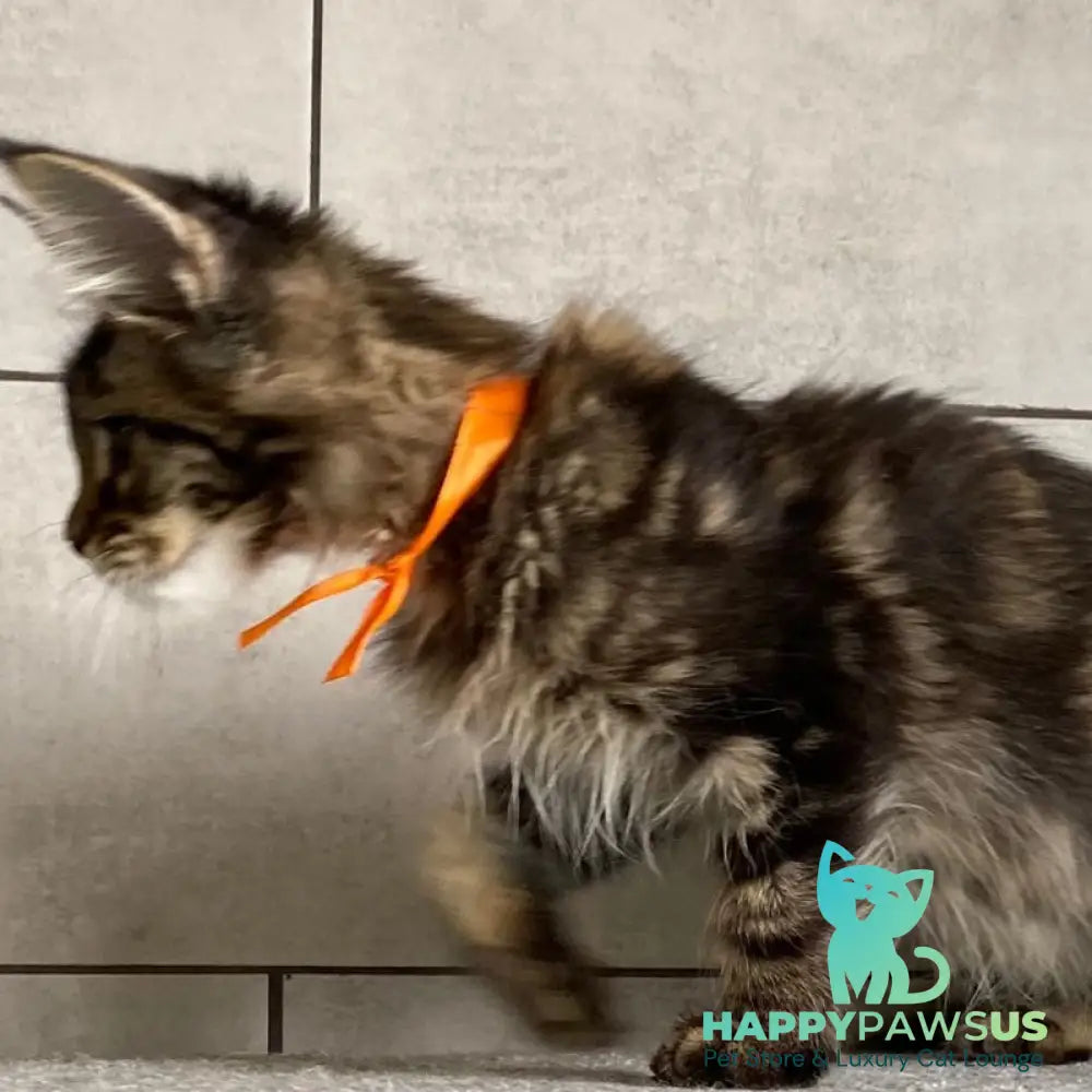 Toratau Maine Coon female black tabby - live animals