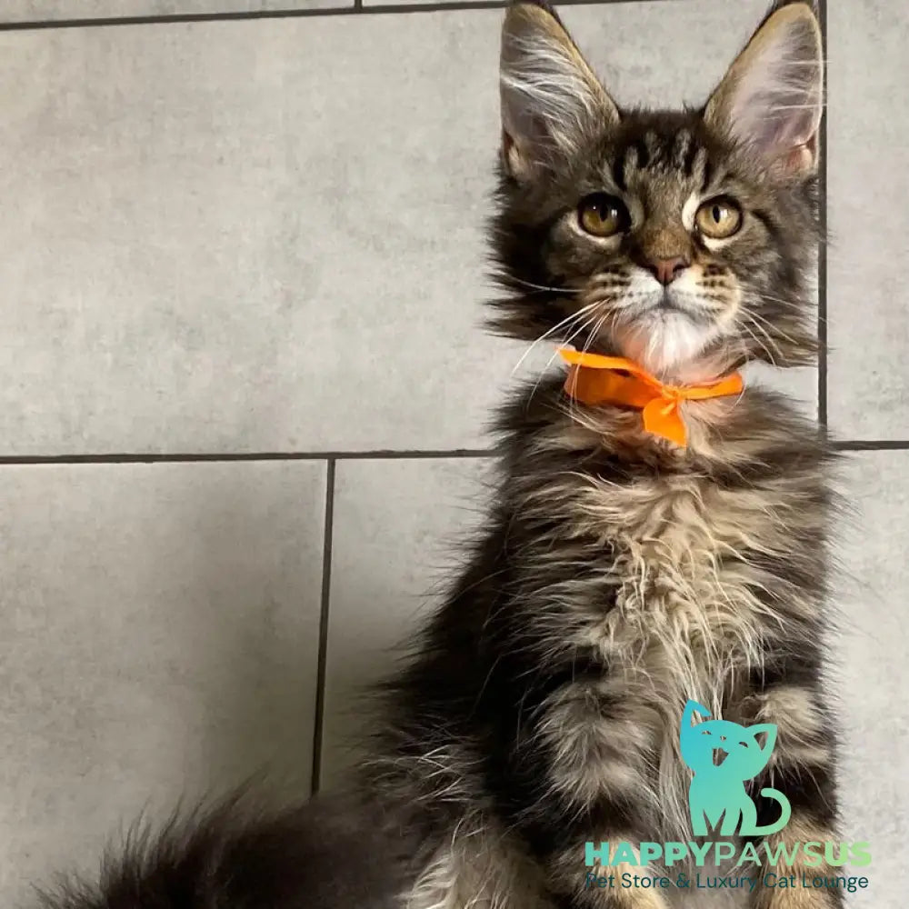 Toratau Maine Coon female black tabby - live animals