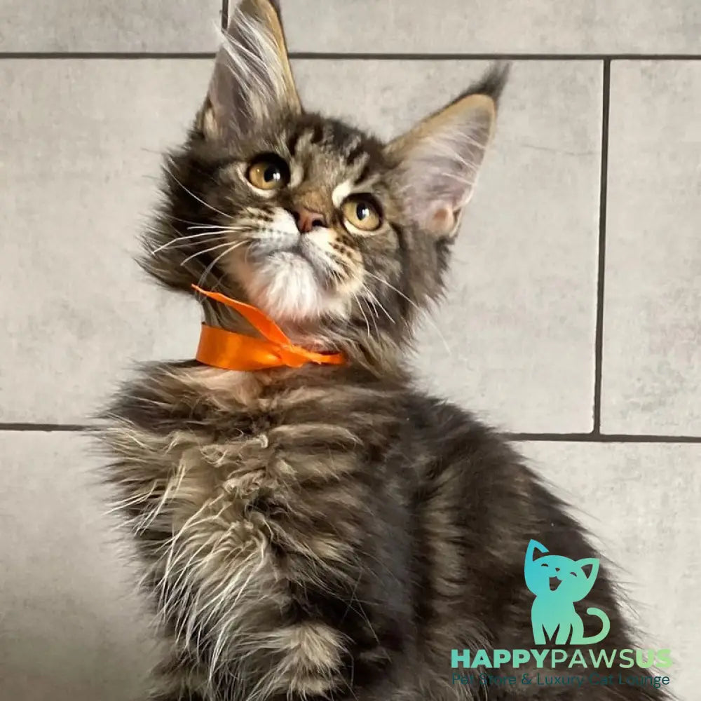 Toratau Maine Coon female black tabby - live animals