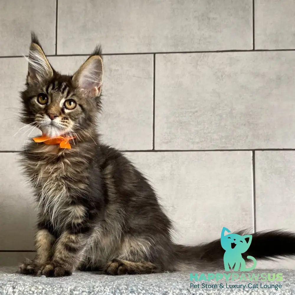 Toratau Maine Coon female black tabby - live animals