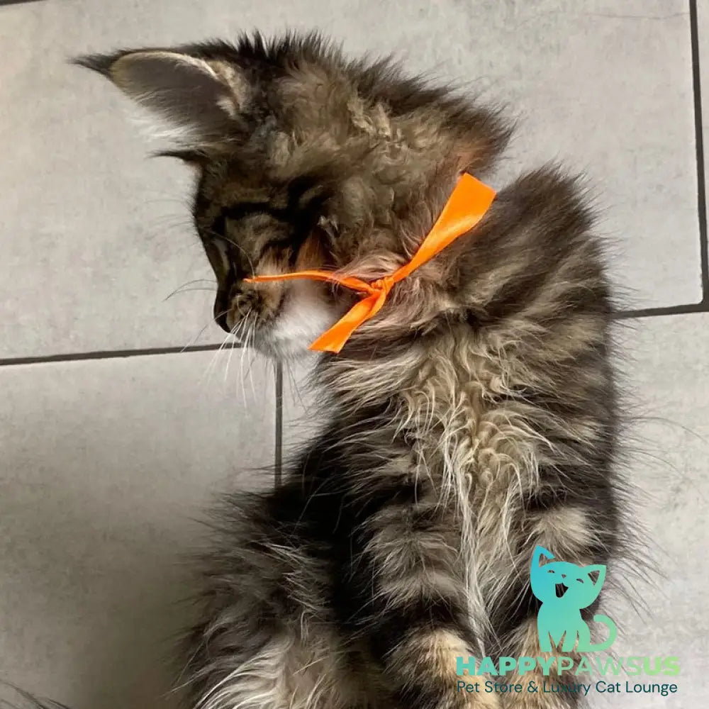 Toratau Maine Coon female black tabby - live animals