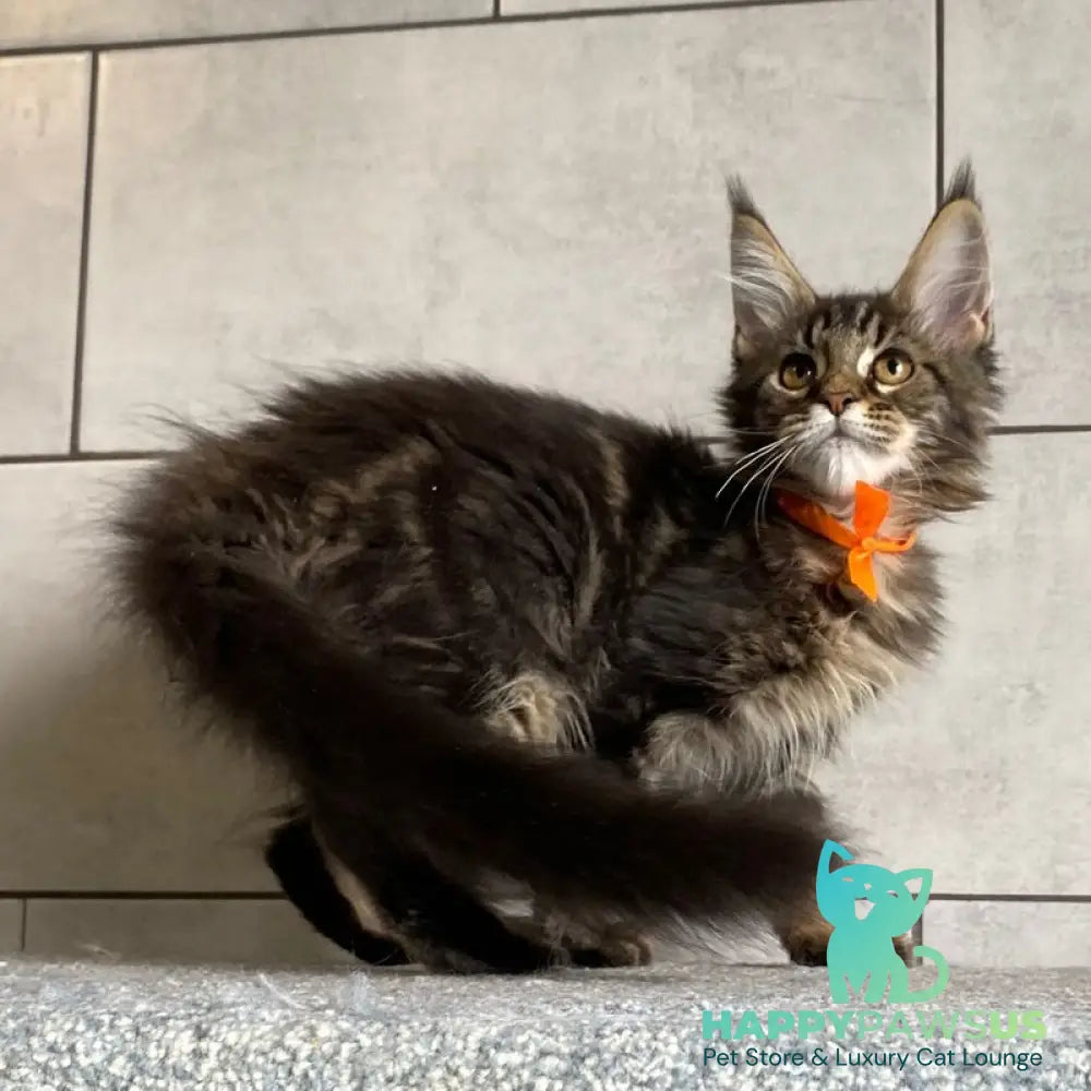 Toratau Maine Coon female black tabby - live animals
