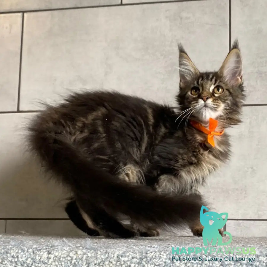 Toratau Maine Coon female black tabby - live animals