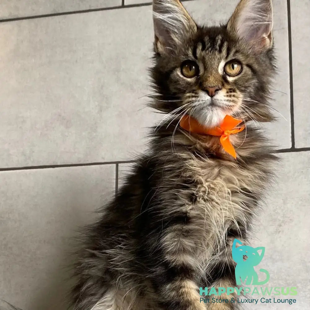 Toratau Maine Coon female black tabby - live animals