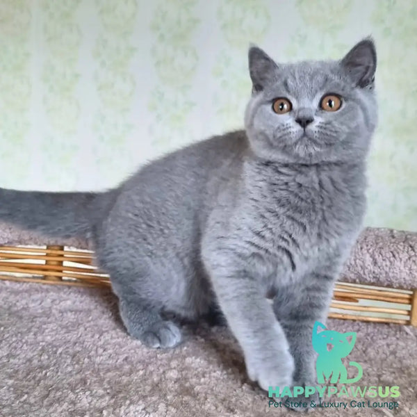 Tori British Shorthair female blue - live animals