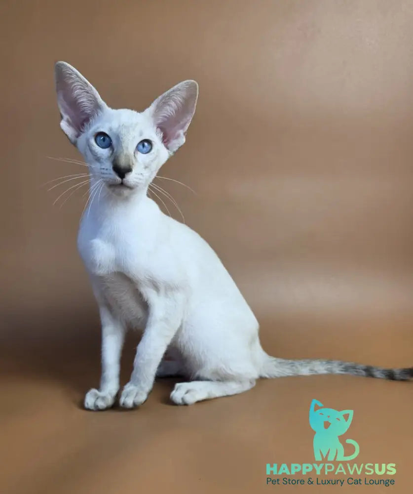 Tori Siamese female chocolate tortie tabby pointed - live animals