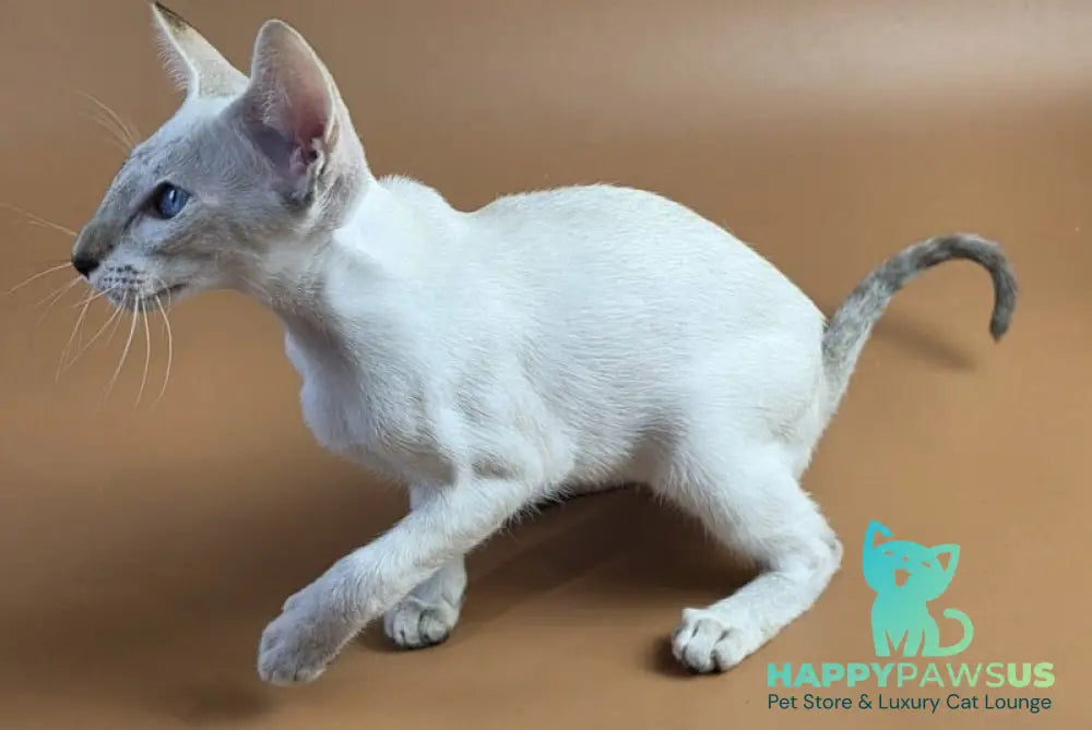 Tori Siamese female chocolate tortie tabby pointed - live animals