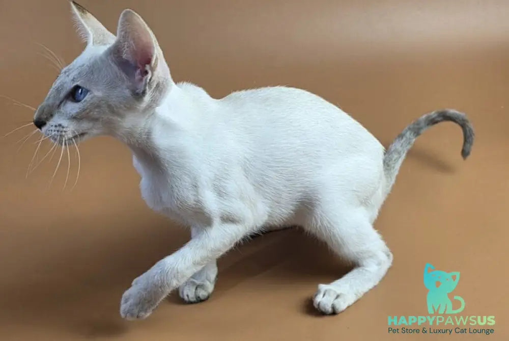Tori Siamese female chocolate tortie tabby pointed - live animals