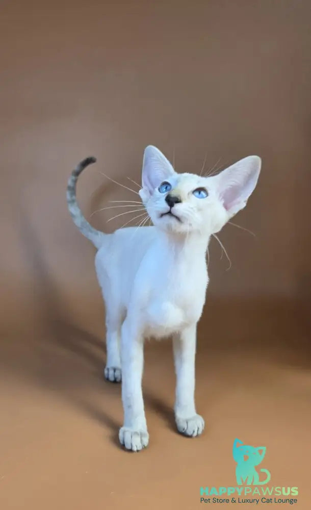 Tori Siamese female chocolate tortie tabby pointed - live animals