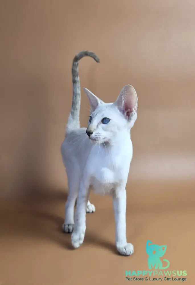 Tori Siamese female chocolate tortie tabby pointed - live animals