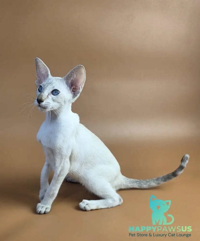 Tori Siamese female chocolate tortie tabby pointed - live animals