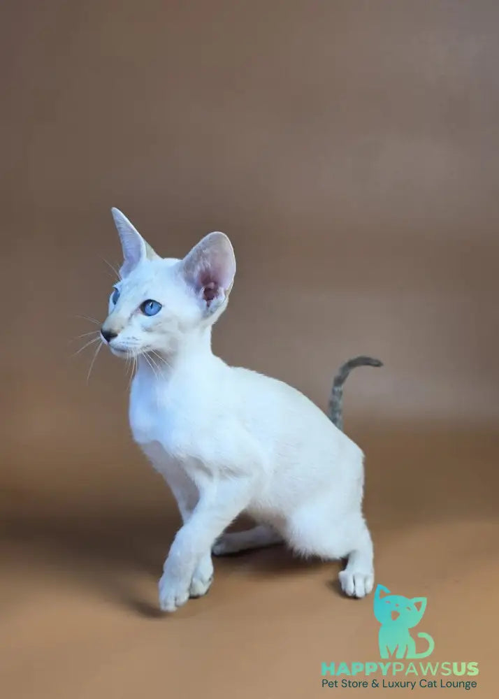 Tori Siamese female chocolate tortie tabby pointed - live animals
