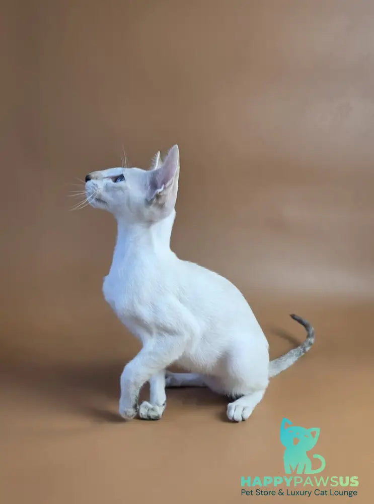 Tori Siamese female chocolate tortie tabby pointed - live animals