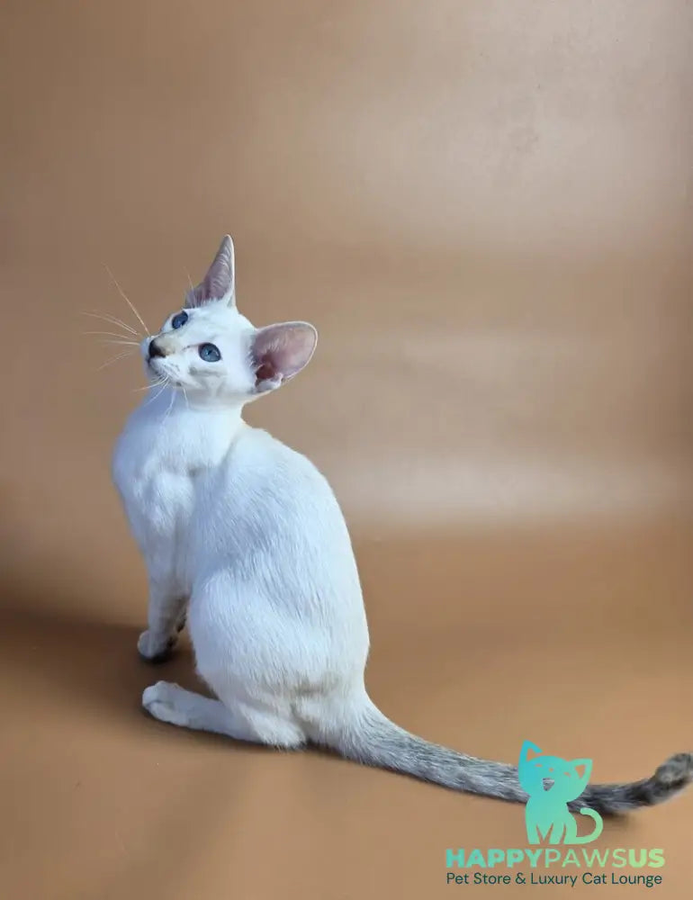 Tori Siamese female chocolate tortie tabby pointed - live animals