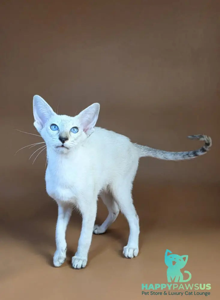 Tori Siamese female chocolate tortie tabby pointed - live animals
