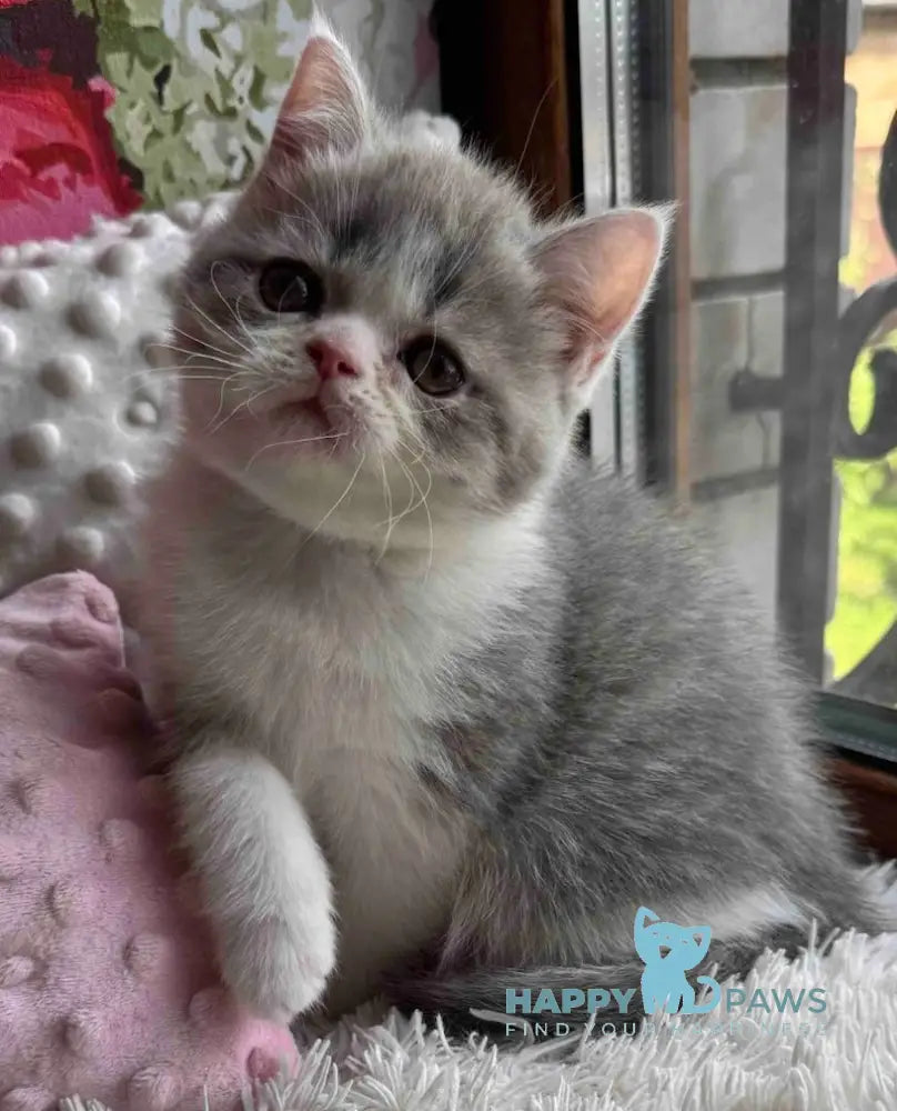 Torry Scottish Straight male blue spotted tabby bicolour live animals