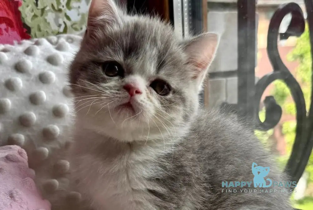 Torry Scottish Straight male blue spotted tabby bicolour live animals