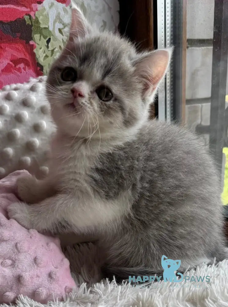 Torry Scottish Straight male blue spotted tabby bicolour live animals