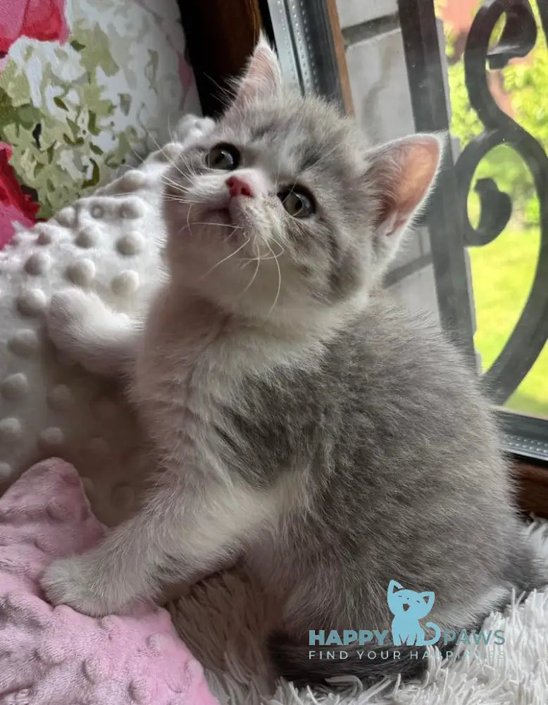 Torry Scottish Straight male blue spotted tabby bicolour live animals