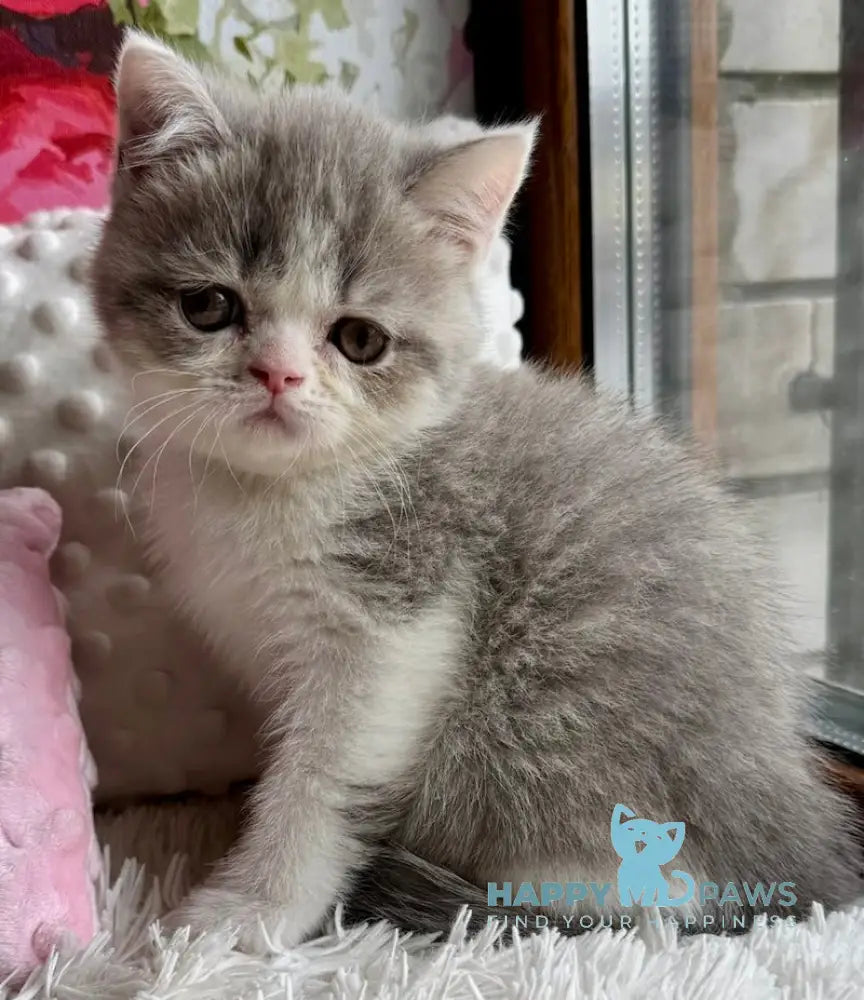 Torry Scottish Straight male blue spotted tabby bicolour live animals