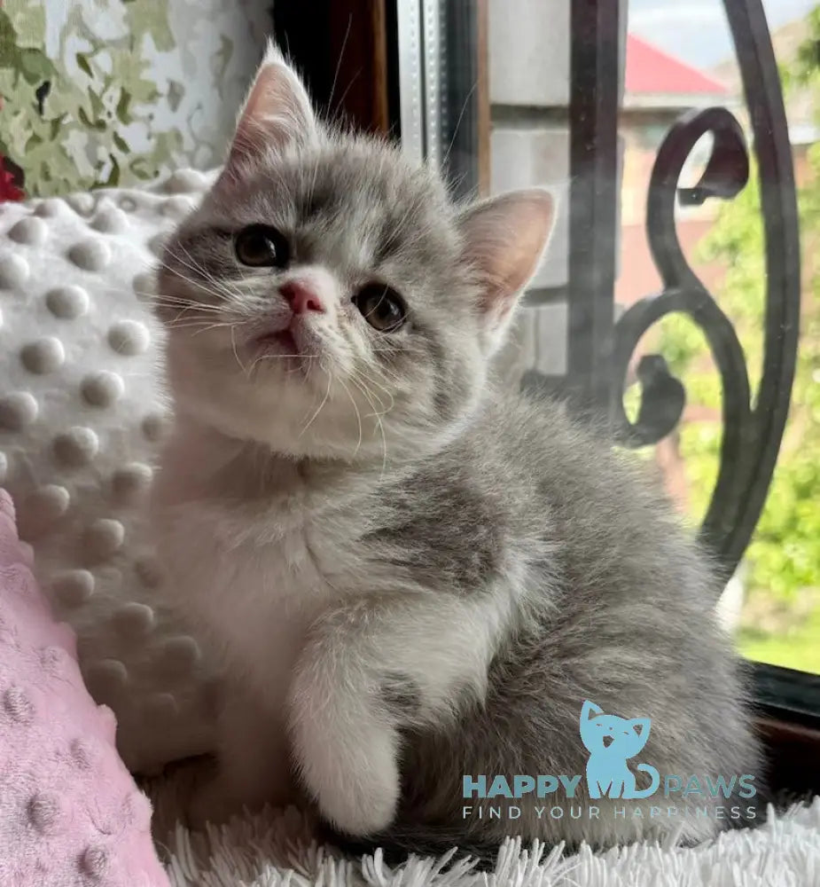 Torry Scottish Straight male blue spotted tabby bicolour live animals