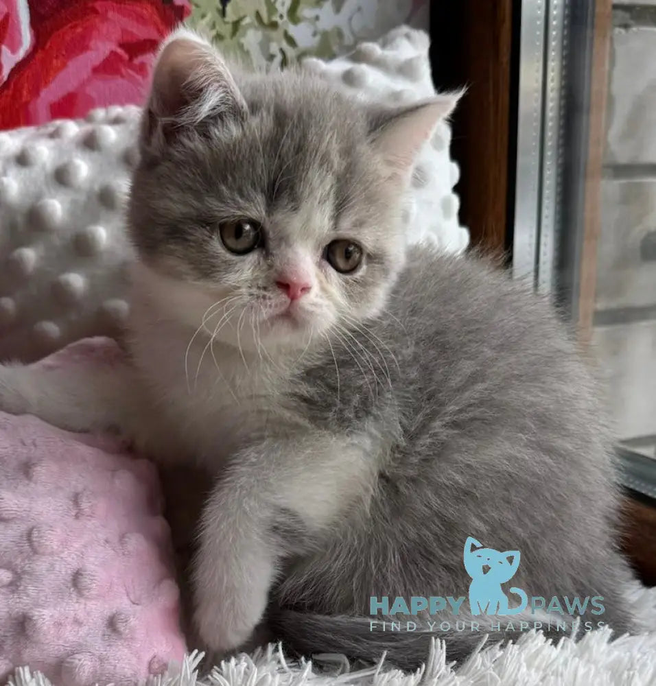 Torry Scottish Straight male blue spotted tabby bicolour live animals