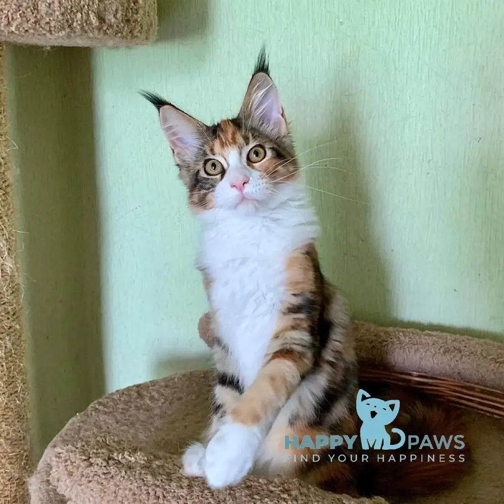 Tortie Maine Coon female black tortie bicolour tabby live animals