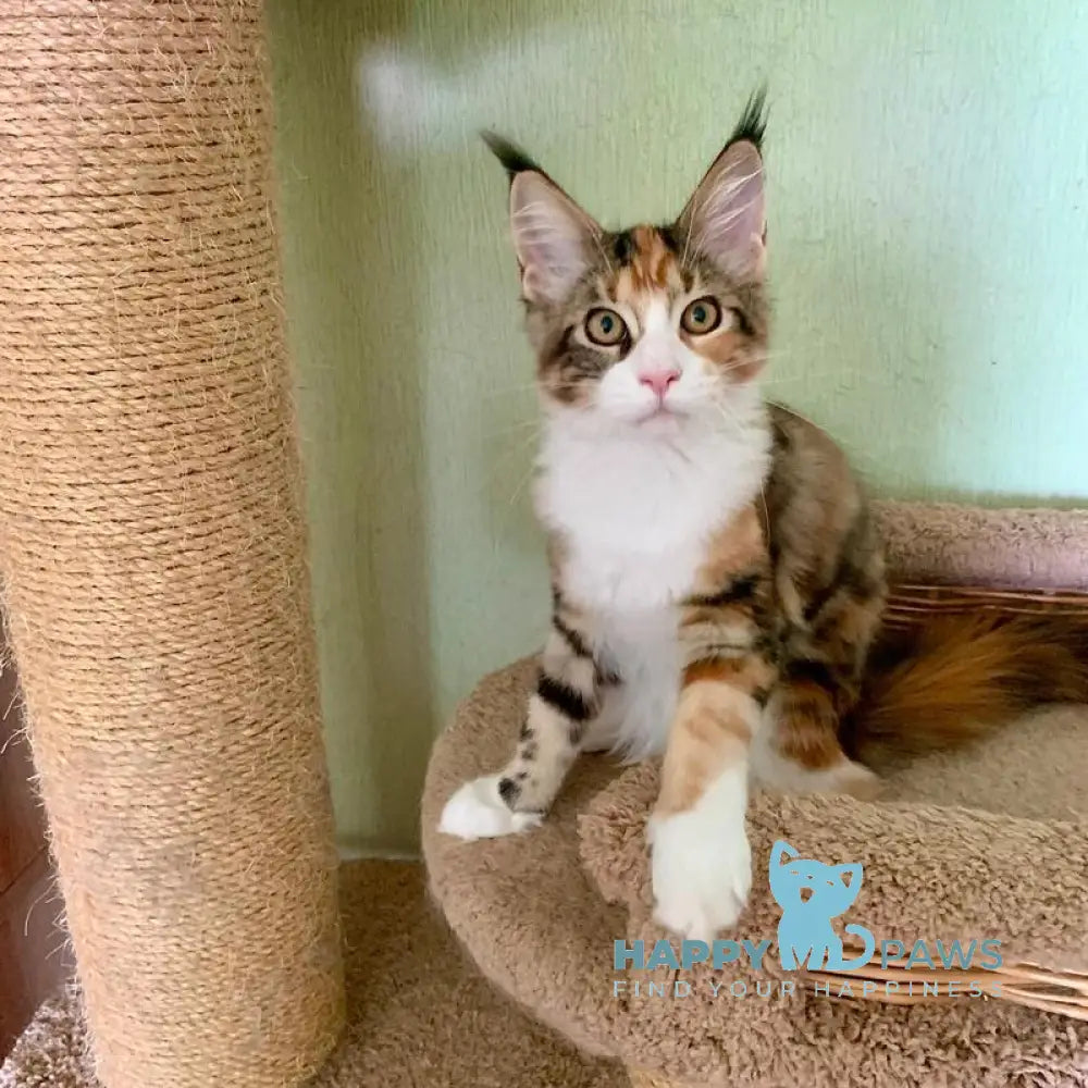 Tortie Maine Coon female black tortie bicolour tabby live animals