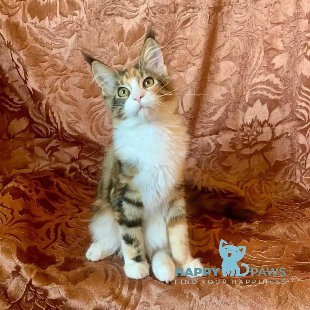 Tortie Maine Coon female black tortie bicolour tabby live animals