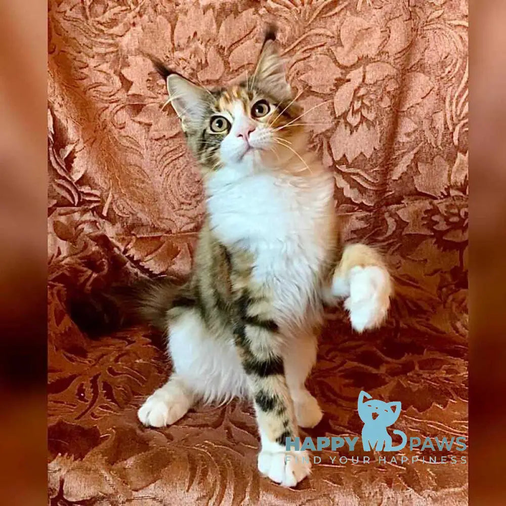 Tortie Maine Coon female black tortie bicolour tabby live animals