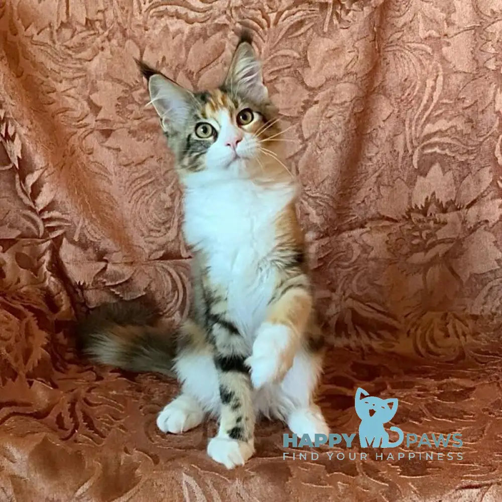Tortie Maine Coon female black tortie bicolour tabby live animals